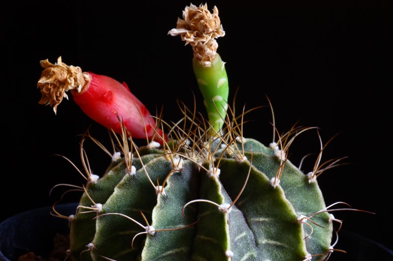 Gymnocalycium stenopleurum 