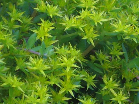 Sedum lineare 