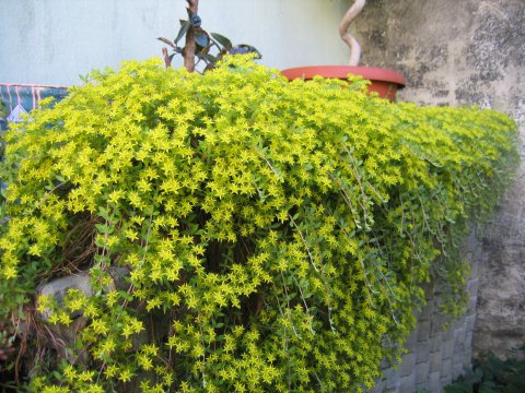 Sedum lineare 