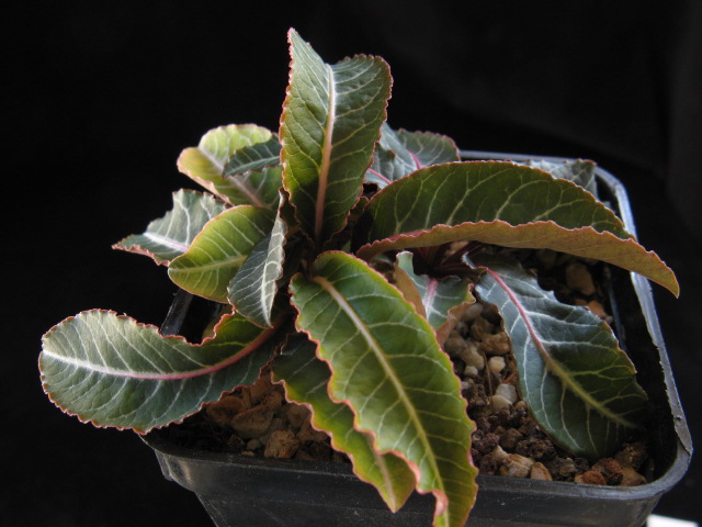 Euphorbia labatii 