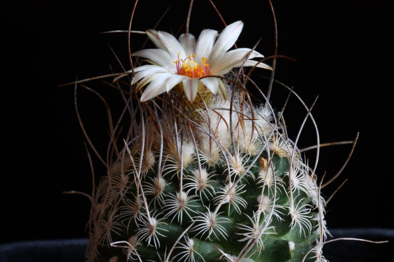 Turbinicarpus dickisoniae 