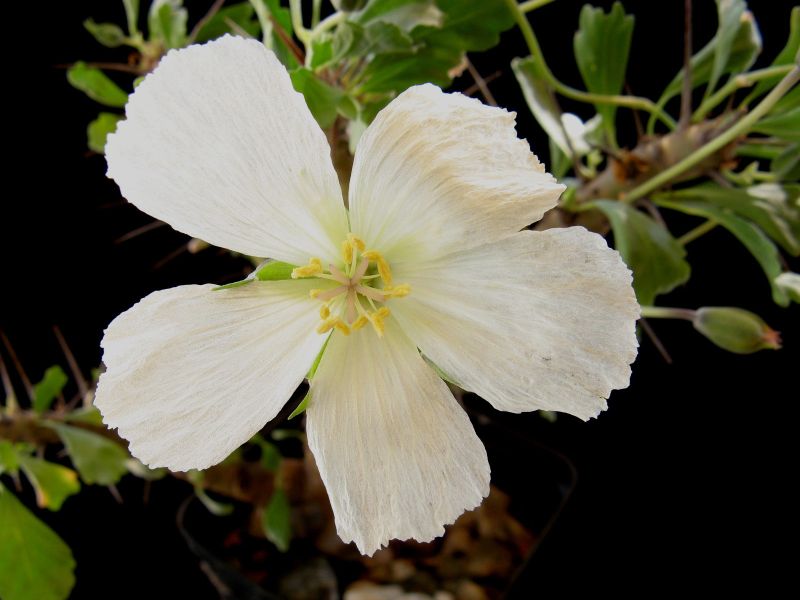 Sarcocaulon flavescens 