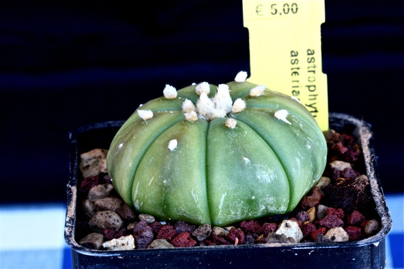 Astrophytum asterias 