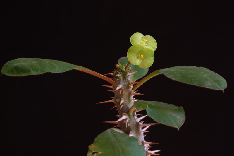 Euphorbia croizatii 