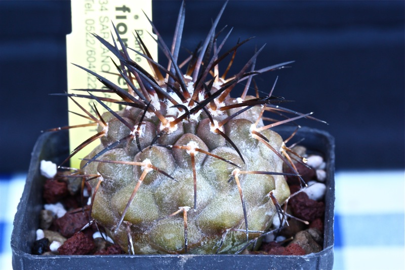 Copiapoa cinerea 