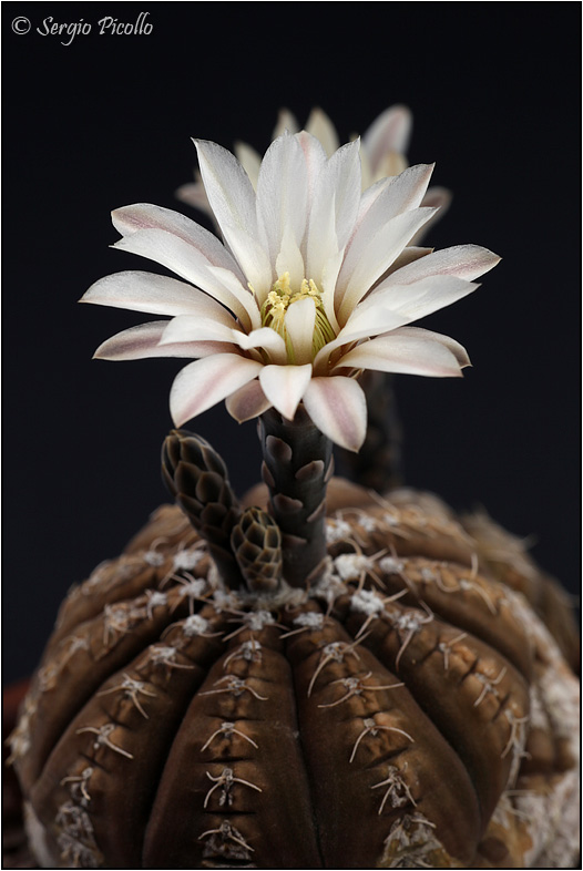 Gymnocalycium ragonesei 