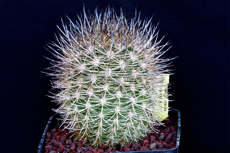 Neoporteria litoralis 