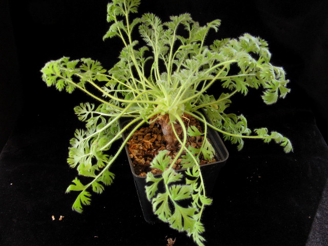 Pelargonium appendiculatum 