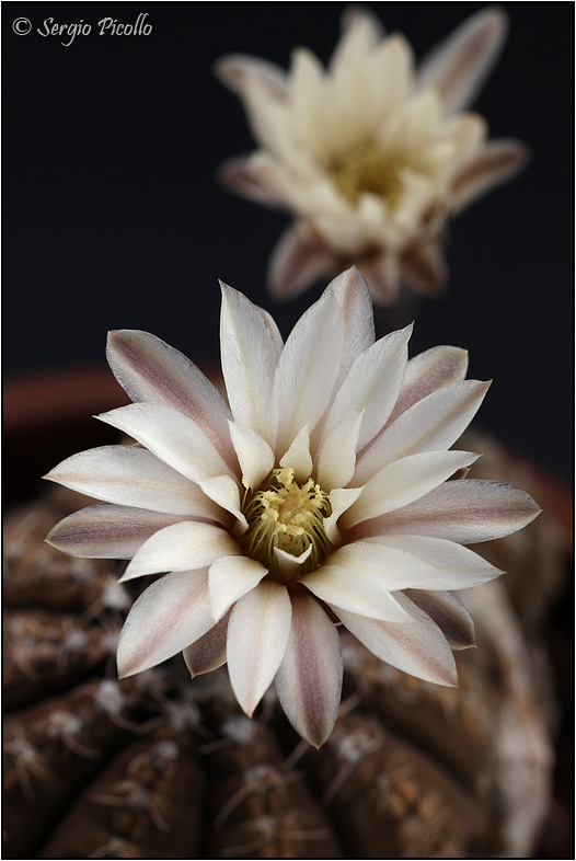 Gymnocalycium ragonesei 