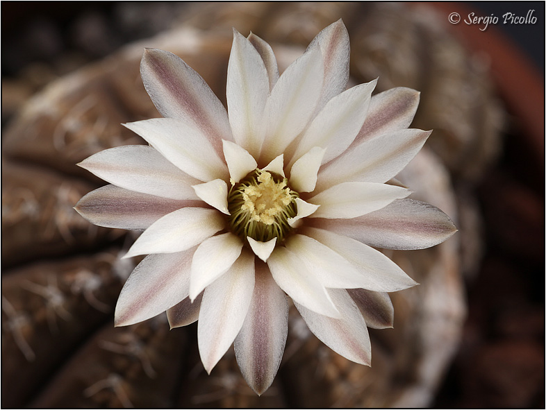 Gymnocalycium ragonesei 