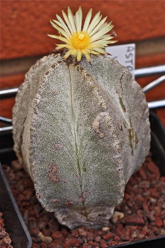 Astrophytum myriostigma v. columnare 