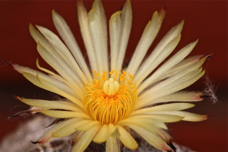 Astrophytum myriostigma v. columnare 