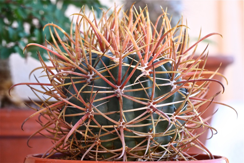 Ferocactus acanthodes x chrysacanthus 