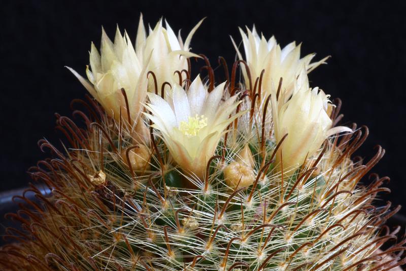 Mammillaria monancistracantha v. chrysacantha 