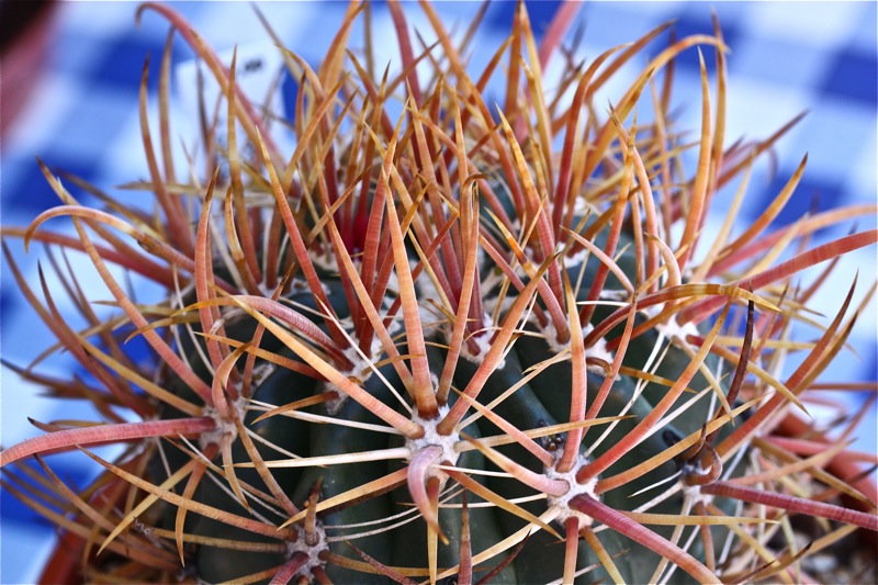 Ferocactus acanthodes x chrysacanthus 