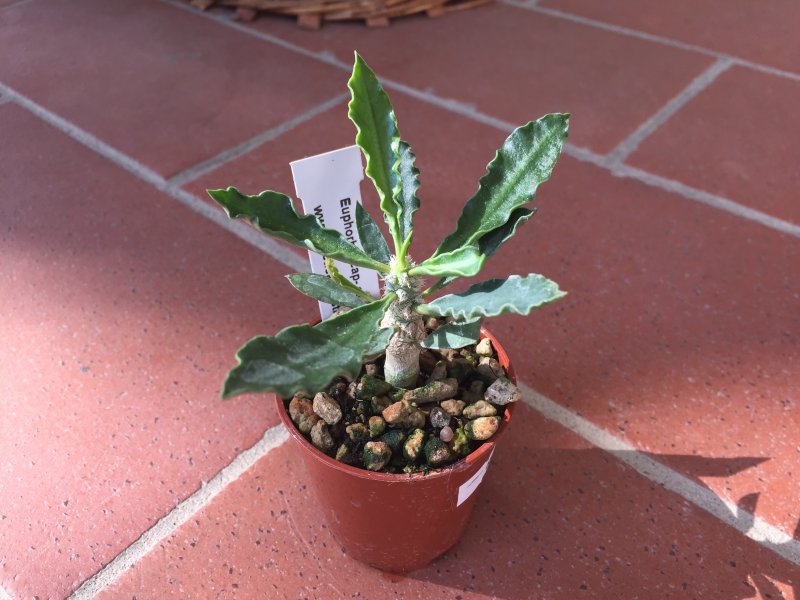 Euphorbia cap-saintemariensis 