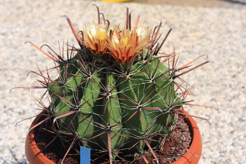 Ferocactus wislizeni ssp. herrerae 