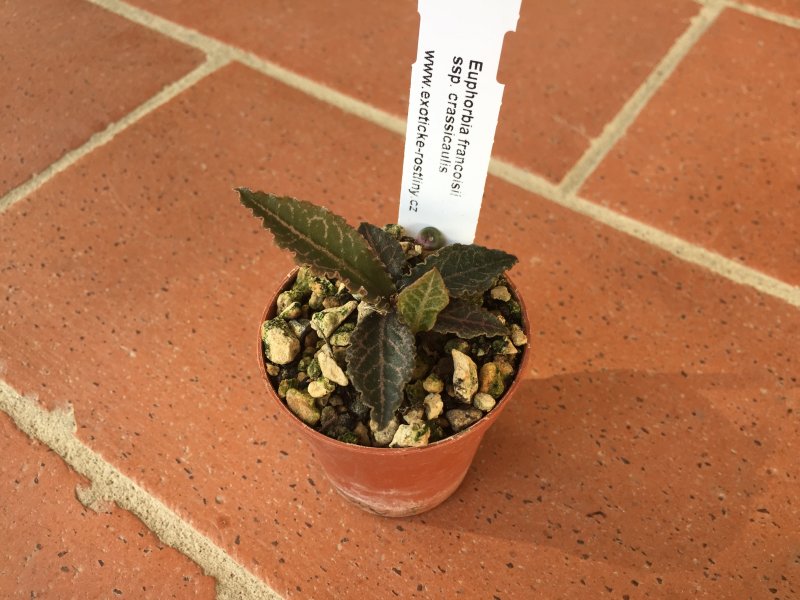 Euphorbia francoisii v. crassicaulis 