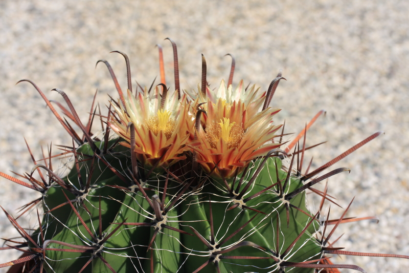 Ferocactus wislizeni ssp. herrerae 