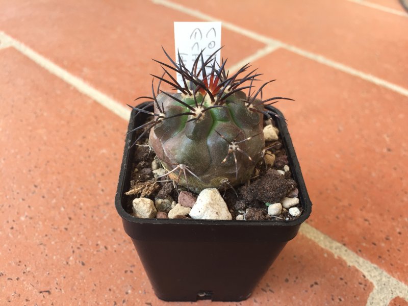 Copiapoa echinoides 