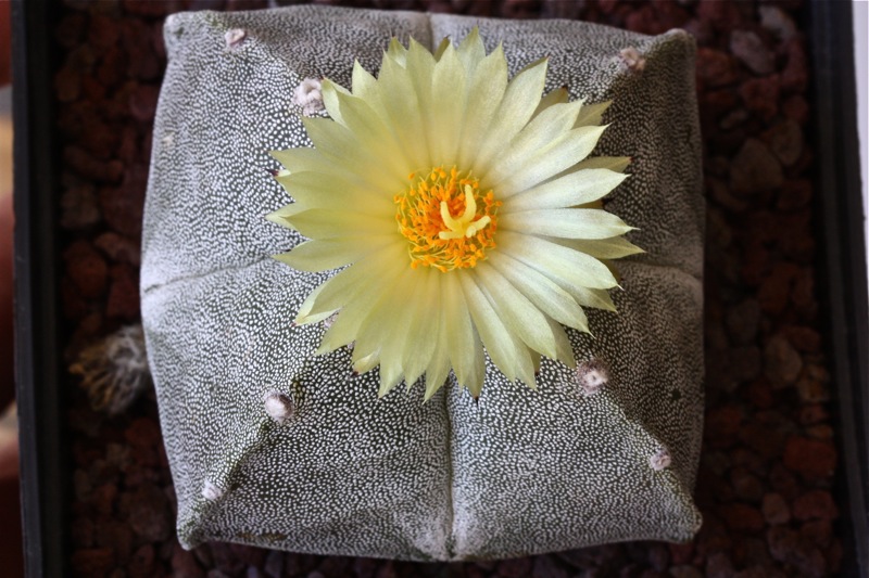 Astrophytum myriostigma v. quadricostatum 