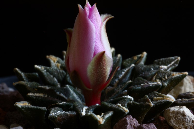 Ariocarpus kotschoubeyanus 