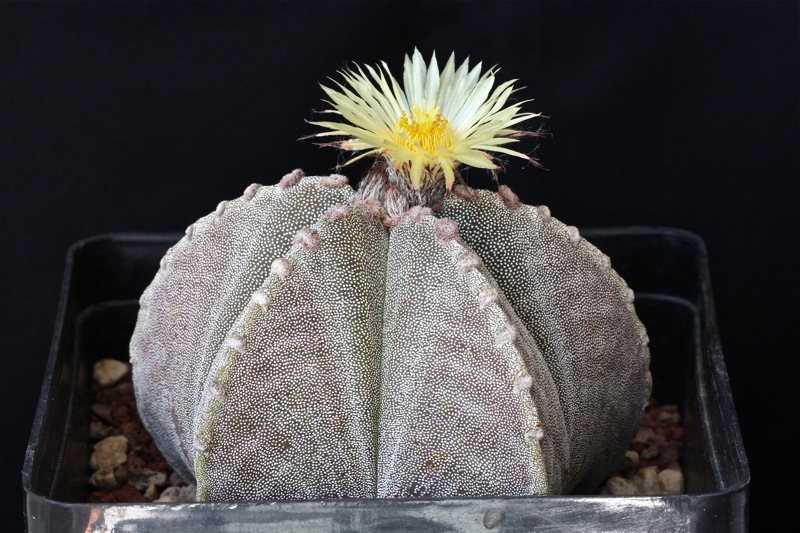 Astrophytum myriostigma v. strongylogonum 