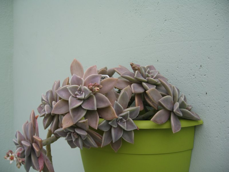 Graptopetalum paraguayense 