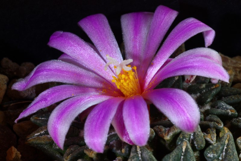 Ariocarpus kotschoubeyanus 