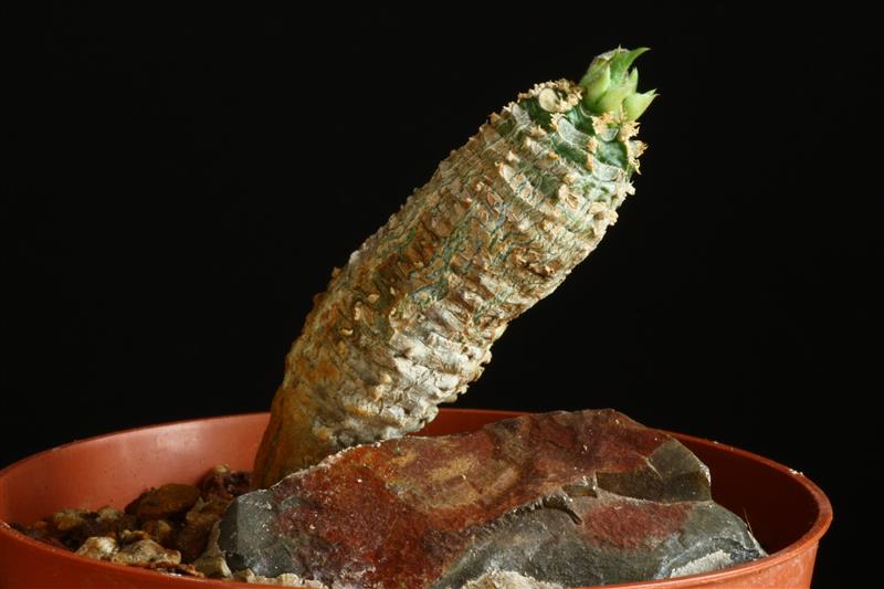 Euphorbia ankarensis 
