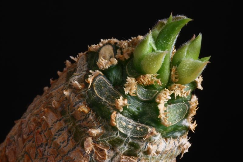 Euphorbia ankarensis 