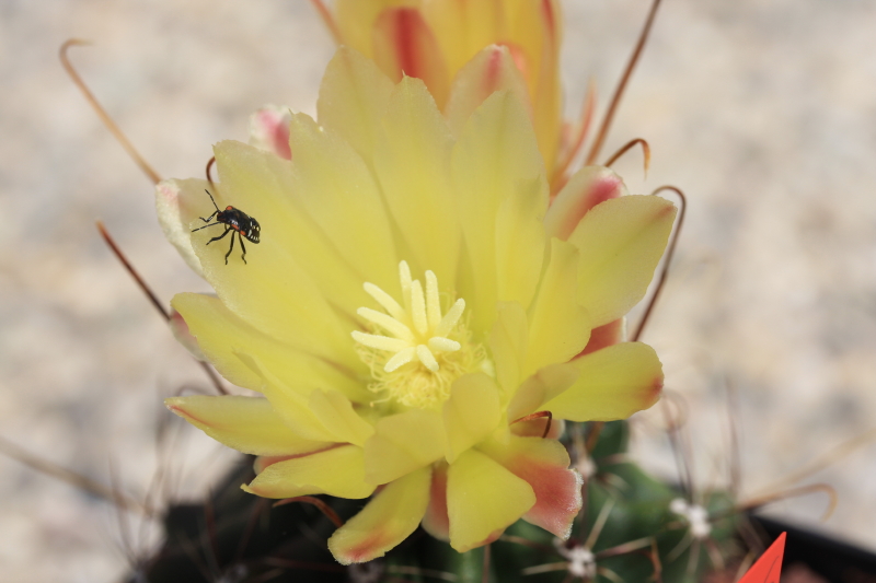 Ferocactus hamatacanthus ssp. sinuatus GL 152