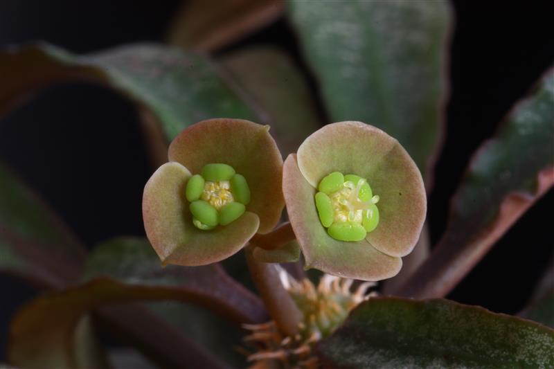 Euphorbia francoisii 