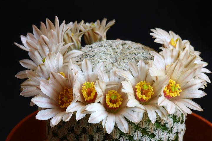 Mammillaria pectinifera 