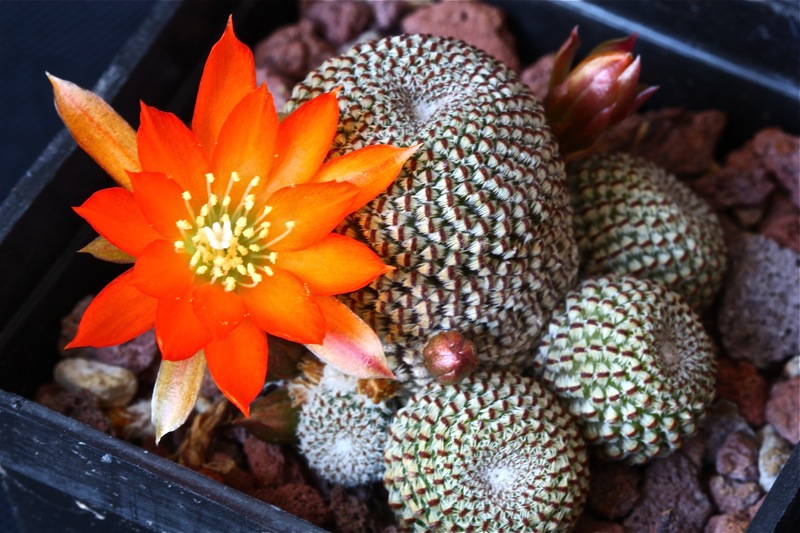 Rebutia heliosa 