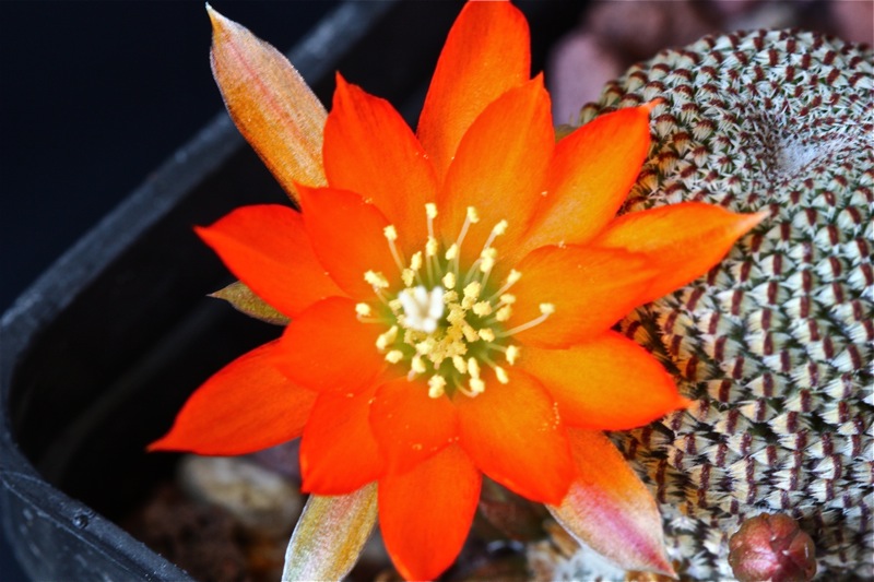 Rebutia heliosa 