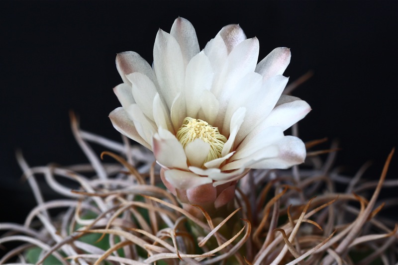 Gymnocalycium intertextum 