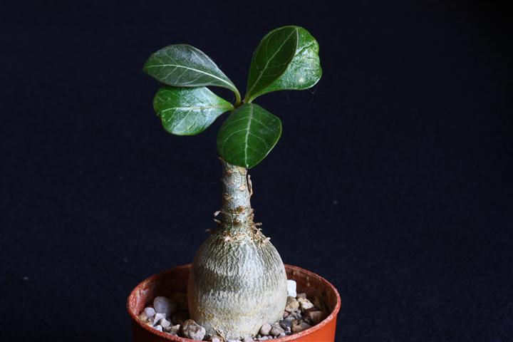 Adenium socotranum 