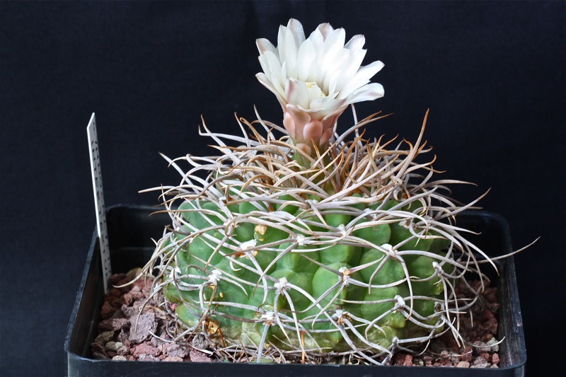 Gymnocalycium intertextum 