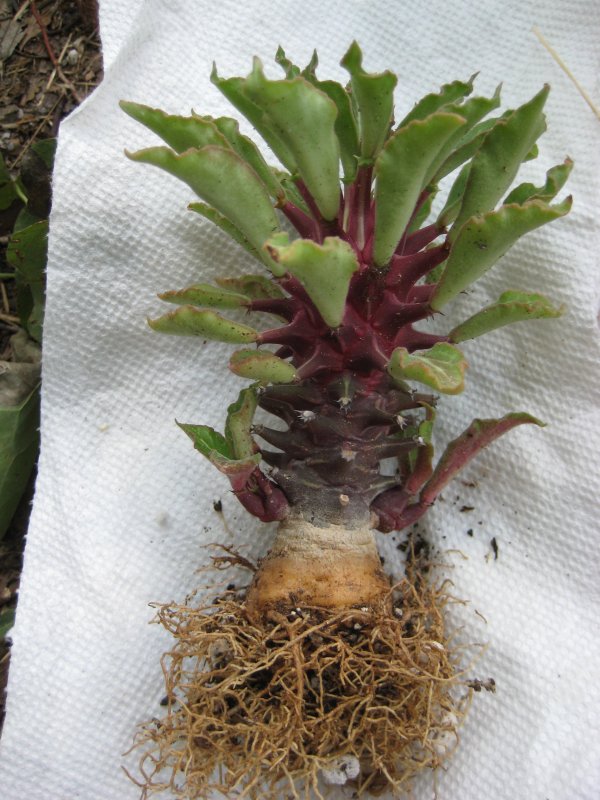 Monadenium schubei 