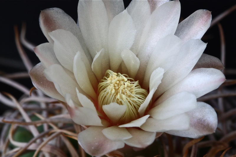 Gymnocalycium intertextum 