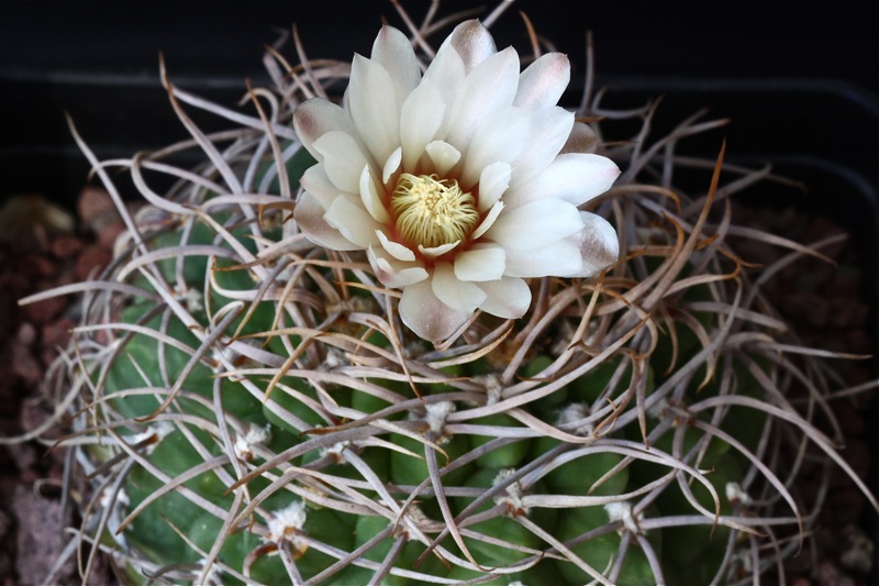 Gymnocalycium intertextum 