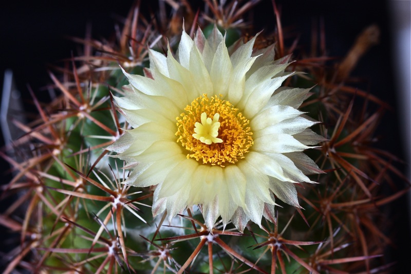 Coryphantha guerkeana 