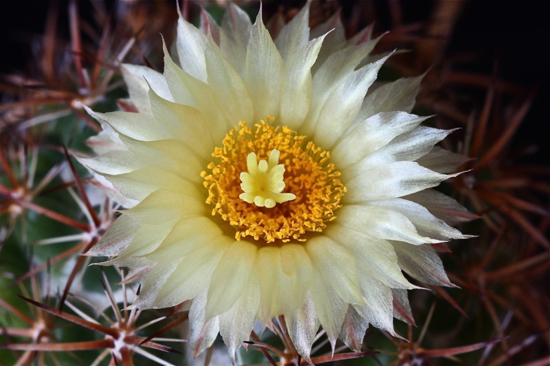 Coryphantha guerkeana 