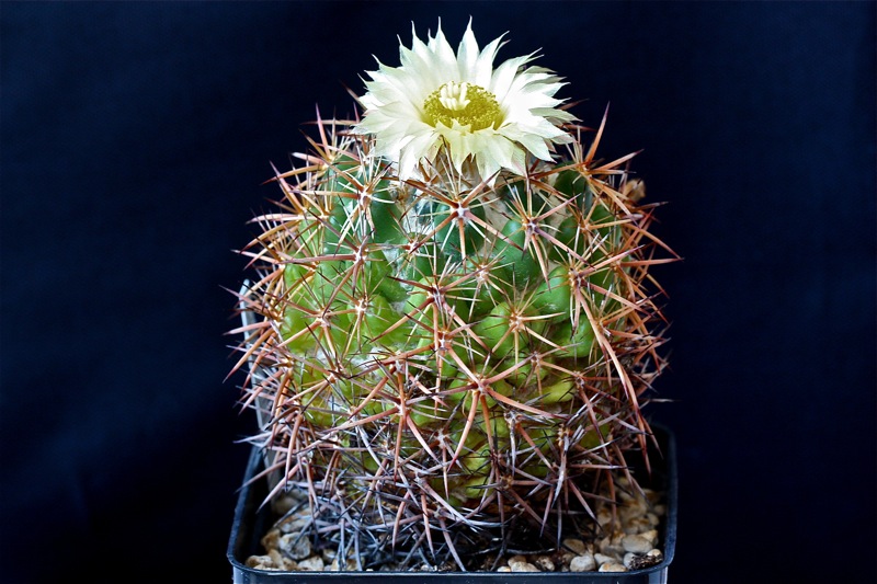 Coryphantha guerkeana 