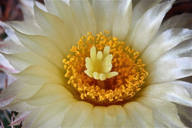 Coryphantha guerkeana 