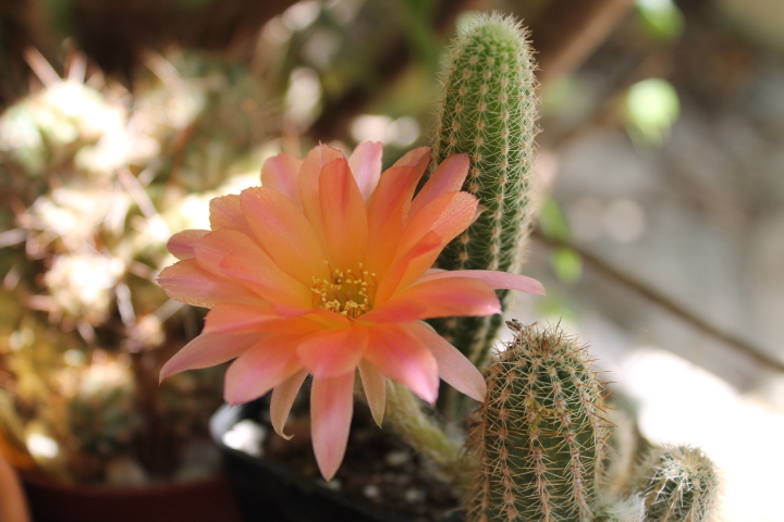 Chamaecereus cv. perla di verona 