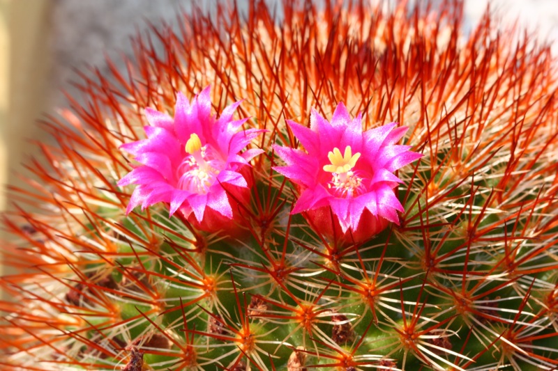 Mammillaria meyranii 