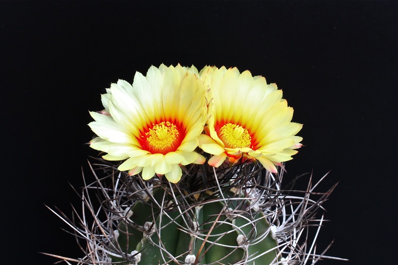 Astrophytum capricorne v. senile 