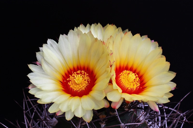 Astrophytum capricorne v. senile 